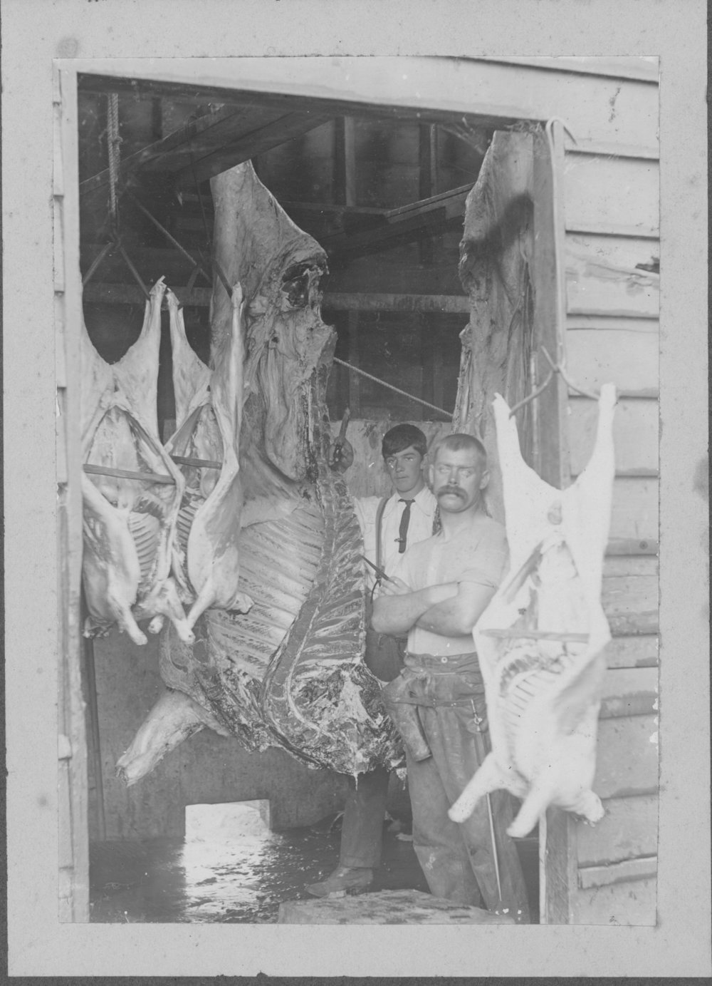 Butcher's shop, Te Puke, 1902