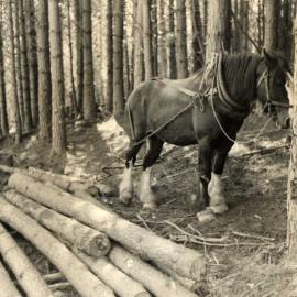 Logs and a horse (c. 1945)