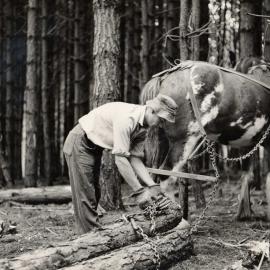 Jim Spiers with logs and horse (c. 1941)