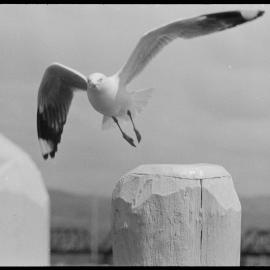 Seagull leaving perch, a pile top  