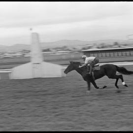 Training racehorse Kirrama