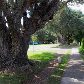Trees on Brown Street, looking east from outside 2 Cameron Road