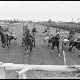 Trotting horse race - Tauranga