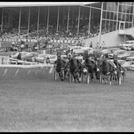 Trotting horse race - Tauranga