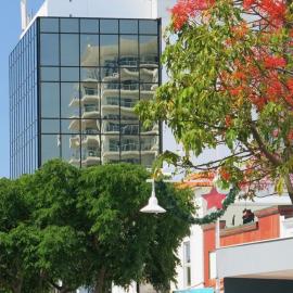 Devonport Road - Illawarra Flame Tree