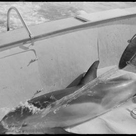 Captured dolphins