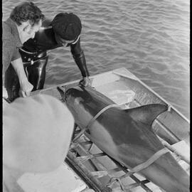 Captured dolphins
