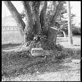Row of heavily-pruned pōhutukawa in Waihī Beach.