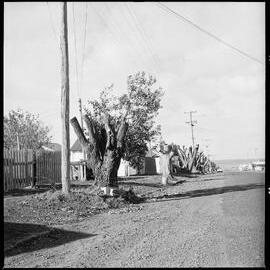 Row of heavily-pruned pōhutukawa in Waihī Beach.
