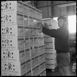 Katikati Advertiser. Packing kiwifruit at Kauri Point.