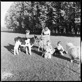Young animals in threes on the A'Bear farmlet at Katikati.