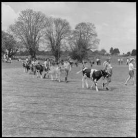Combined schools field day at Paengaroa showgrounds?