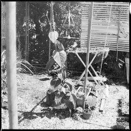 Unidentified fruit plant from Bali, growing in Mrs Nancy Cave's garden.