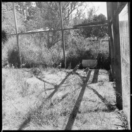 Chukars, red-legged Indian partridges, being reared by Mrs Nancy Cave.