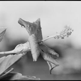 Hibiscus in close-up.
