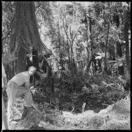 Media visit to Whirinaki Forest accompanying Hon. Venn Young, Minister of Lands, Forests and Environment.