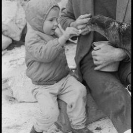 "Captain" Tom Allison, Marineland head keeper, feeding an otter.