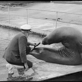 "Captain" Tom Allison, Marineland head keeper, feeding sea elephant Caesar.