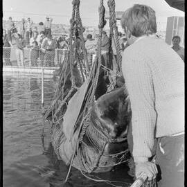 Captured whale taken to Marineland