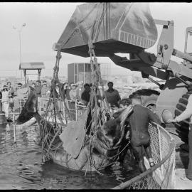 Captured whale taken to Marineland