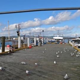 Dive Crescent showing Fisherman's Wharf