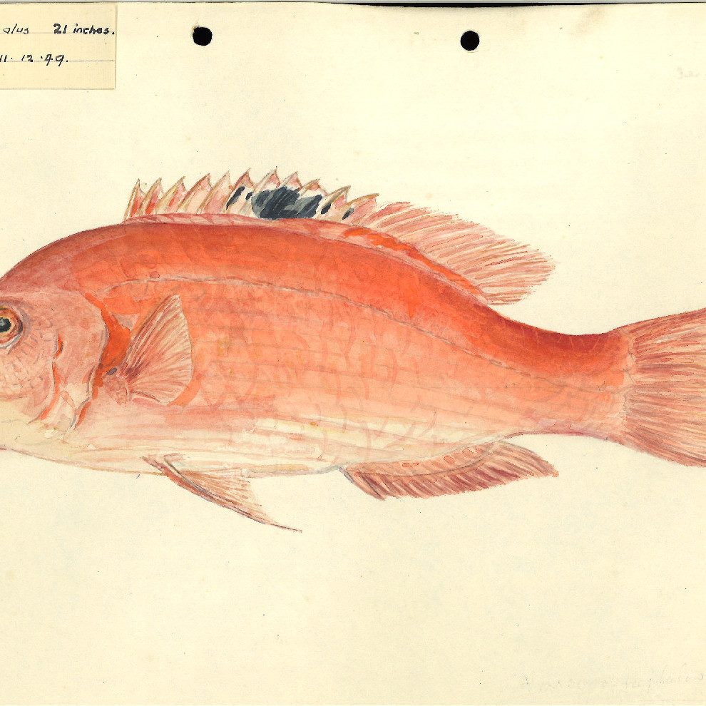 Natural history illustrations of Arnold Henfrey Watson