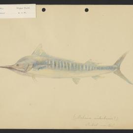 Striped Marlin