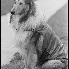 Collie on Cameron Road