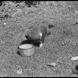 Wood pigeon feeding  