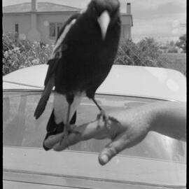 Bird on person's hand