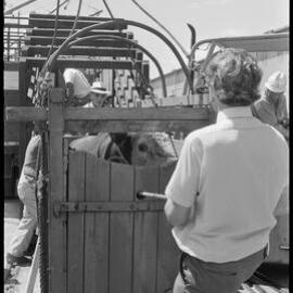 Cattle in stocks