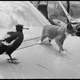 Cat and magpie on car bonnet