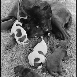 Puppies and their mum rescued