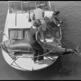 Pacific blue marlin - world record?