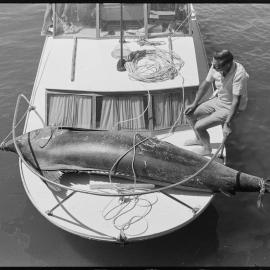 Pacific blue marlin - world record?