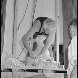 Shearing - Ivan Bowen