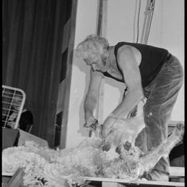 Shearing a sheep - Ivan Bowen