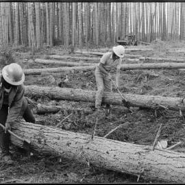 Timber Industry Training Centre