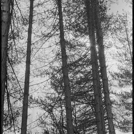 Timber Industry Training Centre