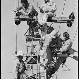 Tauranga Electric Power Board linemen