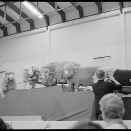 Expo Wool Show - QEYC