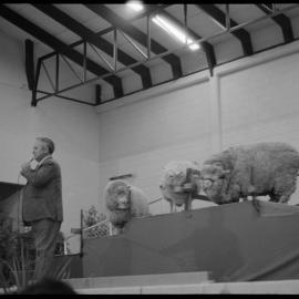 Expo Wool Show - QEYC