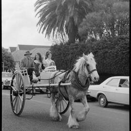 Horse & Cart - Hasting's Blossom Queen