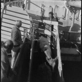 Loading ships at Port of Tauranga