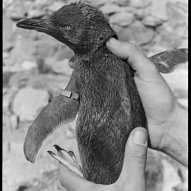 Oil-covered penguins discovered