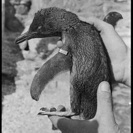 Oil-covered penguins discovered