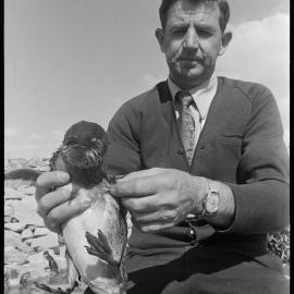 Oil-covered penguins discovered