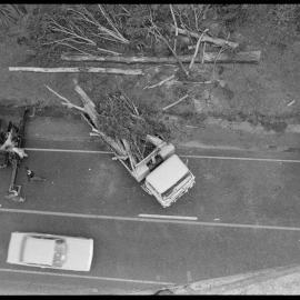 Gum tree felling, Bethlehem