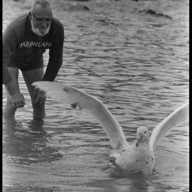Giant seabird released