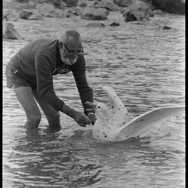 Giant seabird released
